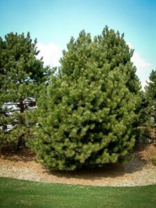 Сосна Чёрная (Pinus Nigra) купить по цене от 270.00р. в интернет-магазине «Посадика» с доставкой почтой в в Новокубанске и по всей России – [изображение №1].