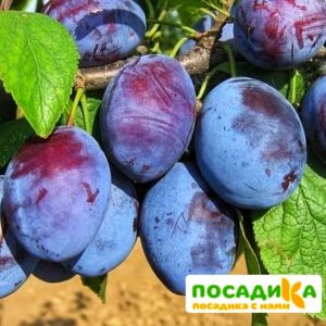 Слива Чачакская ранняя купить по цене от 229.00р. в интернет-магазине «Посадика» с доставкой почтой в в Новокубанске и по всей России – [изображение №1].