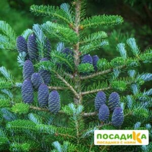 Пихта корейская (Abies koreana) купить по цене от 450.00р. в интернет-магазине «Посадика» с доставкой почтой в в Новокубанске и по всей России – [изображение №1].