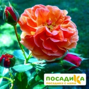 Роза Арабия купить по цене от 350.00р. в интернет-магазине «Посадика» с доставкой почтой в в Новокубанске и по всей России – [изображение №1].