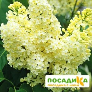 Сирень Примроуз (Primrose) купить по цене от 529.00р. в интернет-магазине «Посадика» с доставкой почтой в в Новокубанске и по всей России – [изображение №1].