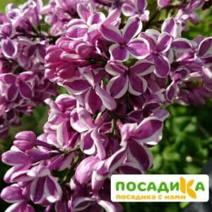 Сирень Сенсация купить по цене от 529.00р. в интернет-магазине «Посадика» с доставкой почтой в в Новокубанске и по всей России – [изображение №1].