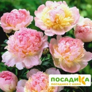 Пион Распберри Сандей (Paeonia Raspberry Sundae) купить по цене от 959р. в интернет-магазине «Посадика» с доставкой почтой в в Новокубанске и по всей России – [изображение №1].