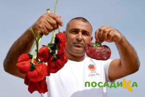 Клубника Гигант Джорнея купить по цене от 266р. в интернет-магазине «Посадика» с доставкой почтой в в Новокубанске и по всей России – [изображение №1].