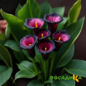Калла Аура Лейс купить по цене от 400р. в интернет-магазине «Посадика» с доставкой почтой в в Новокубанске и по всей России – [изображение №1].