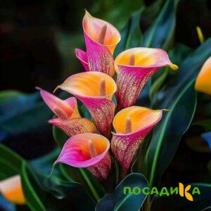 Калла Оникс купить по цене от 450р. в интернет-магазине «Посадика» с доставкой почтой в в Новокубанске и по всей России – [изображение №1].