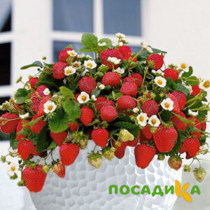 Клубника Рубиновый Шепот (горшечная) купить по цене от 240р. в интернет-магазине «Посадика» с доставкой почтой в в Новокубанске и по всей России – [изображение №1].