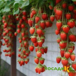 Клубника вьющаяся Комплимент купить по цене от 470р. в интернет-магазине «Посадика» с доставкой почтой в в Новокубанске и по всей России – [изображение №1].