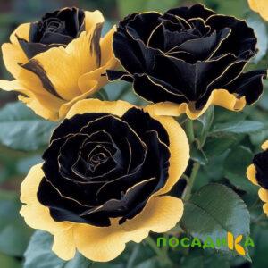 Роза Ханни Сикл купить по цене от 700р. в интернет-магазине «Посадика» с доставкой почтой в в Новокубанске и по всей России – [изображение №1].