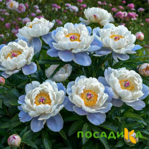 Пион акварельный Этюд купить по цене от 806р. в интернет-магазине «Посадика» с доставкой почтой в в Новокубанске и по всей России – [изображение №1].