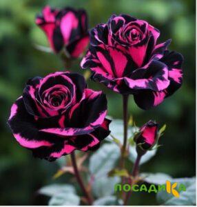 Роза Багровый Шепот купить по цене от 366р. в интернет-магазине «Посадика» с доставкой почтой в в Новокубанске и по всей России – [изображение №1].