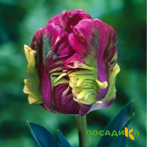 Тюльпан Экзотик Хэвен купить по цене от 186р. в интернет-магазине «Посадика» с доставкой почтой в в Новокубанске и по всей России – [изображение №1].