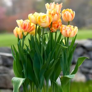 Тюльпан Верона Санрайз купить по цене от 280р. в интернет-магазине «Посадика» с доставкой почтой в в Новокубанске и по всей России – [изображение №1].