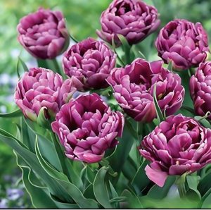 Тюльпан Айс Крим купить по цене от 430р. в интернет-магазине «Посадика» с доставкой почтой в в Новокубанске и по всей России – [изображение №1].