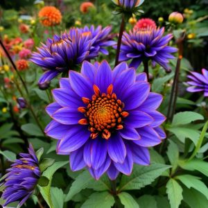 Георгин Лазурит купить по цене от 799р. в интернет-магазине «Посадика» с доставкой почтой в в Новокубанске и по всей России – [изображение №1].