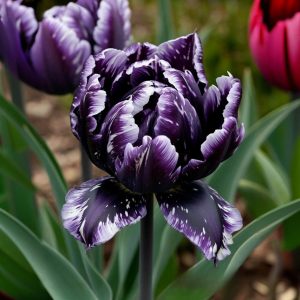Тюльпан Индиго купить по цене от 600р. в интернет-магазине «Посадика» с доставкой почтой в в Новокубанске и по всей России – [изображение №1].