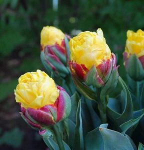 Тюльпан Айс Крим Банана купить по цене от 360р. в интернет-магазине «Посадика» с доставкой почтой в в Новокубанске и по всей России – [изображение №1].