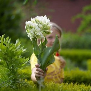 Тюльпан Супер Пэррот купить по цене от 360р. в интернет-магазине «Посадика» с доставкой почтой в в Новокубанске и по всей России – [изображение №1].