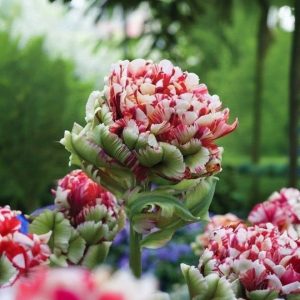 Тюльпан Дабл Флеминг Берд купить по цене от 249р. в интернет-магазине «Посадика» с доставкой почтой в в Новокубанске и по всей России – [изображение №1].