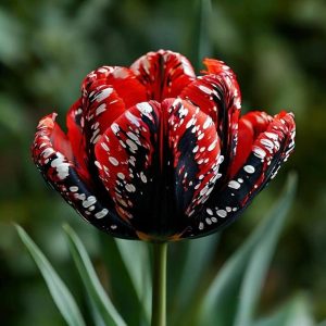 Тюльпан Вельвет Файер купить по цене от 394р. в интернет-магазине «Посадика» с доставкой почтой в в Новокубанске и по всей России – [изображение №1].