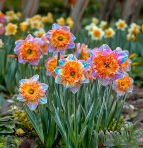 Нарцисс Айвери Дон купить по цене от 3000р. в интернет-магазине «Посадика» с доставкой почтой в в Новокубанске и по всей России – [изображение №1].