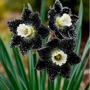 Нарцисс Кассата купить по цене от 372р. в интернет-магазине «Посадика» с доставкой почтой в в Новокубанске и по всей России – [изображение №1].