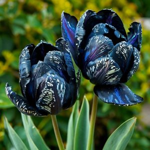 Тюльпан Блю Фог купить по цене от 500р. в интернет-магазине «Посадика» с доставкой почтой в в Новокубанске и по всей России – [изображение №1].