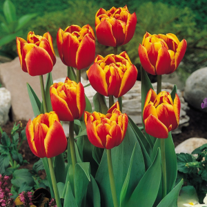 Тюльпан Блэк Фаер купить по цене от 275р. в интернет-магазине «Посадика» с доставкой почтой в в Новокубанске и по всей России – [изображение №1].