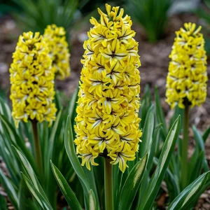 Гиацинт Сансет Голд купить по цене от 2099р. в интернет-магазине «Посадика» с доставкой почтой в в Новокубанске и по всей России – [изображение №1].