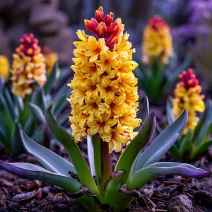 Гиацинт Миднайт Мистери купить по цене от 2099р. в интернет-магазине «Посадика» с доставкой почтой в в Новокубанске и по всей России – [изображение №1].