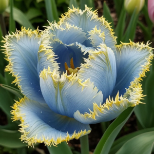 Тюльпан Махровый Амплуа купить по цене от 199р. в интернет-магазине «Посадика» с доставкой почтой в в Новокубанске и по всей России – [изображение №1].