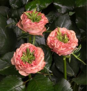 Роза Амбер Инчант купить по цене от 495р. в интернет-магазине «Посадика» с доставкой почтой в в Новокубанске и по всей России – [изображение №1].