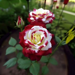 Роза Роял Глом купить по цене от 401р. в интернет-магазине «Посадика» с доставкой почтой в в Новокубанске и по всей России – [изображение №1].