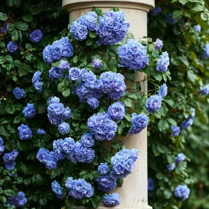 Роза плетистая Блю Перпл купить по цене от 540р. в интернет-магазине «Посадика» с доставкой почтой в в Новокубанске и по всей России – [изображение №1].